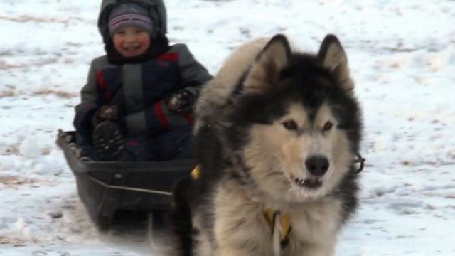 Как вырастить гармонично развитую собаку. смотреть онлайн