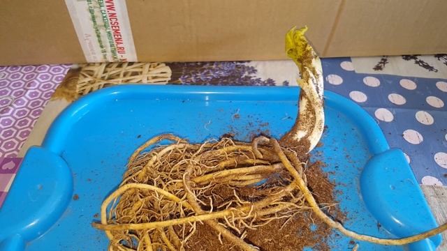 Посылка с Русского Огорода 2020 смотреть онлайн