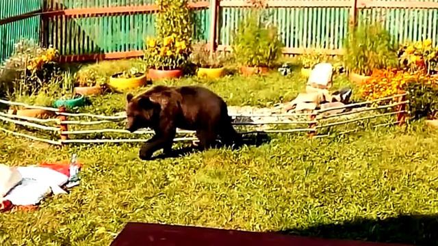 Медведь рэкетир. Как отвадили медведя ходить в гости к человеку. смотреть онлайн
