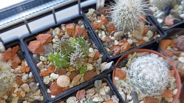 Где у меня зимуют кактусы? Цветение литопса и фаукарии. смотреть онлайн