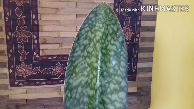 Sansevieria Masoniana