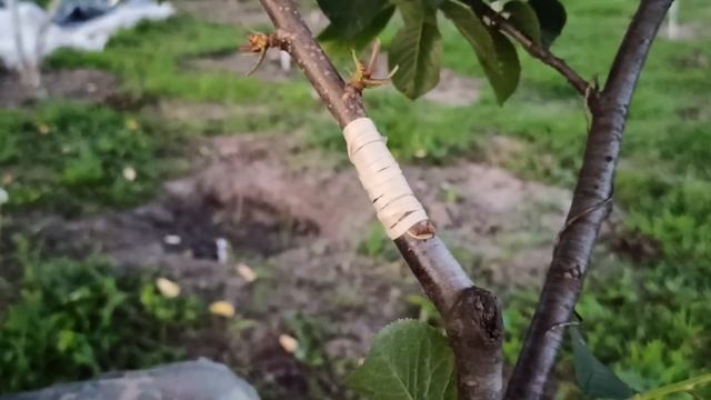 как Привил Черешню Летом // cherry grafting смотреть онлайн