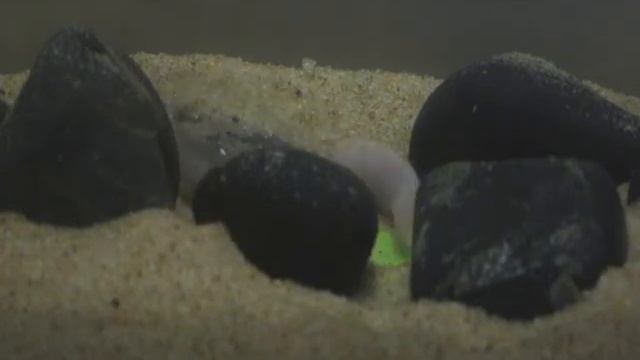 RARE Mastacembelus Brichardi Aka Blind Spiny Eel