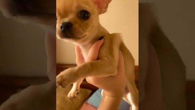 курносик мальчишечка чихуахуа РКФ коби предлагается ПРОДАЖА Симферополь Крым смотреть онлайн