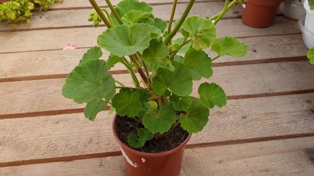 Шёлк Алхимик смотреть онлайн