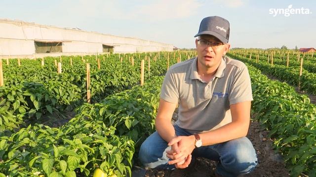 Первые сборы ранних гибридов перца Блонди F1 и Барби F1. смотреть онлайн