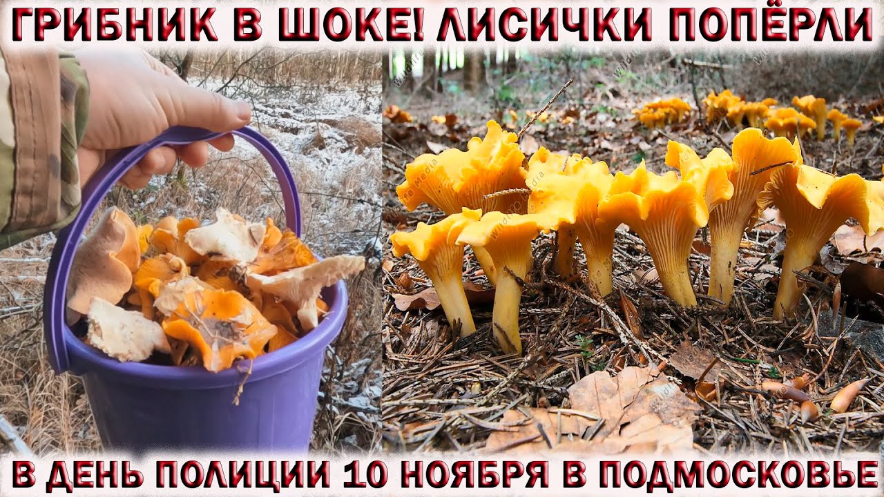 ?ГРИБНИК В ШОКЕ!?ЛИСИЧКИ ПОПЁРЛИ В ДЕНЬ ПОЛИЦИИ 10 НОЯБРЯ В ПОДМОСКОВЬЕ.?ВЕДРО ГРИБОВ. смотреть онлайн