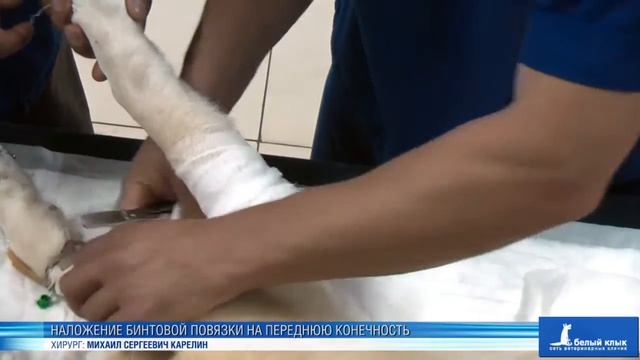Наложение бинтовой повязки на переднюю конечность смотреть онлайн