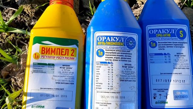 Внекорневая подкормка чеснока перед возвратными заморозками. Основная причина почему желтеет чеснок смотреть онлайн