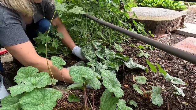 Planting Rudbeckia, Elephant Ear, Weigela, Pulmonaria & Sedum ????// Suburban Oasis смотреть онлайн