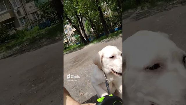 #рекомендации #рек #rekomendasi #labrador #rek #бадди #top #top10 #лабродор #лайк
