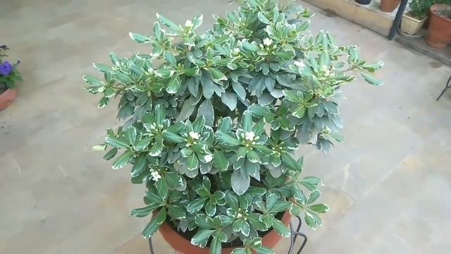 Pittosporum plant in full bloom in spring-Mita Bishnoi Garden tips смотреть онлайн