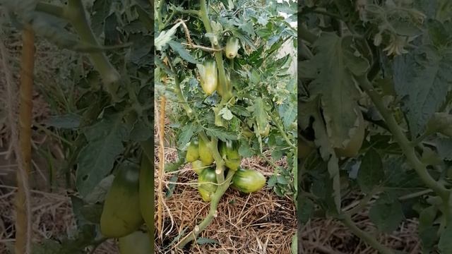 ТОМАТ СИБИРСКАЯ ТРОЙКА 2022 Г ВАЦАП ДЛЯ ЗАКАЗА 89152458159 ПИСЬМЕННО смотреть онлайн