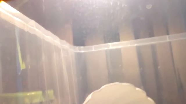 Черепашка тата смотреть онлайн