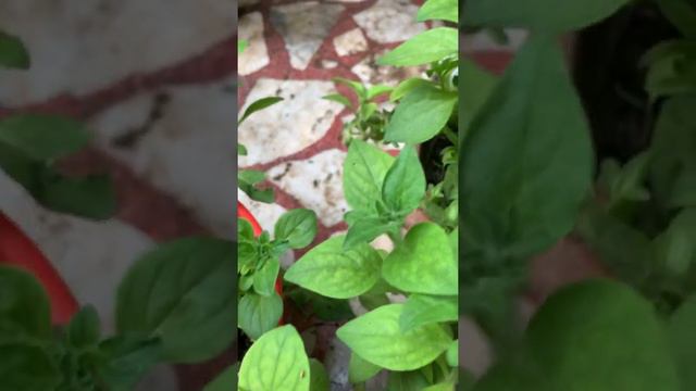 Petunia ko cutting se grow karen /Organic green Vatika смотреть онлайн