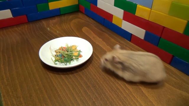 КАК ПРОРАСТИТЬ ТРАВКУ ДЛЯ ХОМЯКА ЧАСТЬ #2 🌱 ТРАВКА ДЛЯ ХОМЯКА И ПОПУГАЯ | ПРОСТОЙ СПОСОБ #ПИТОМЕЦ смотреть онлайн