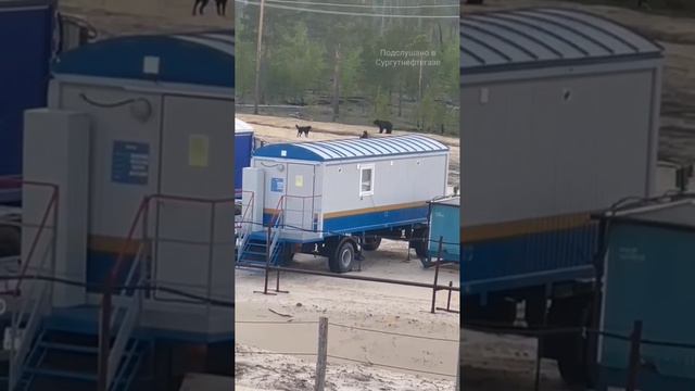 В ХМАО бесстрашные псы спасли нефтяников от медведя на месторождении смотреть онлайн