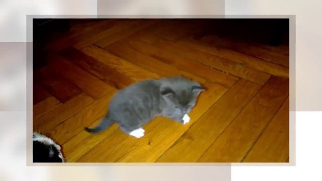 Котятки учатся ходить! )) смотреть онлайн