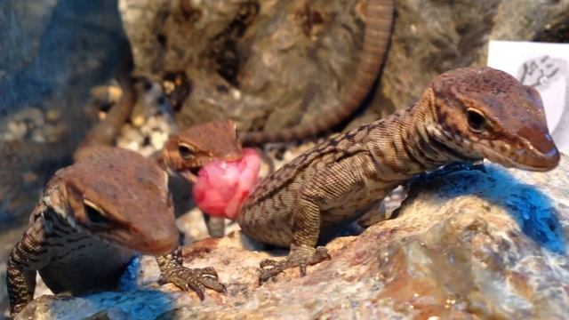 Кормление подростков Varanus tristis tristis мясом смотреть онлайн