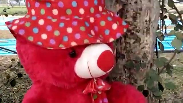 Teddi bear animals videos смотреть онлайн