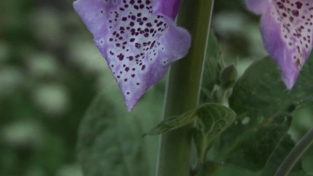 Roter Fingerhut (Digitalis purpurea) смотреть онлайн