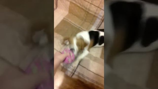 Весилуха! Пытаюсь разыграть собаку