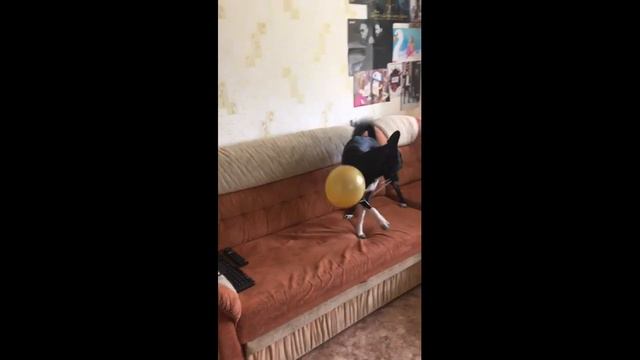 Как смешно пёс играет с шариком смотреть онлайн