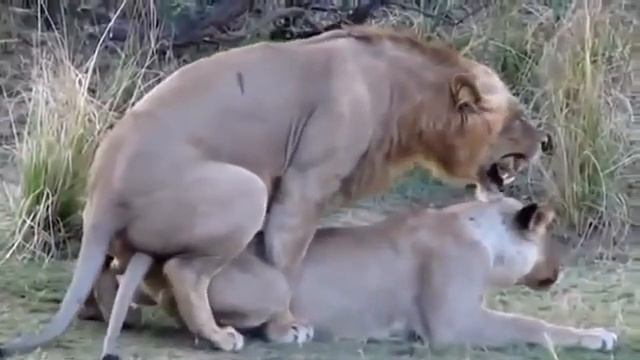 Спаривание животных, Big Cat Couples Mating Lion Tiger Breeding, размножение животных смотреть онлайн