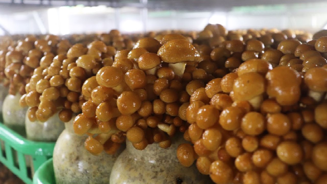 Грибная ферма, которую вы никогда не видели-Намеко,Линчжи,выращивание императорских устричных грибов смотреть онлайн