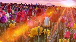 Мне снился сон.исп.Владимир Асмолов.