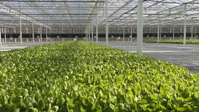 Выращивание зелень и салаты в теплице на гидропонике смотреть онлайн