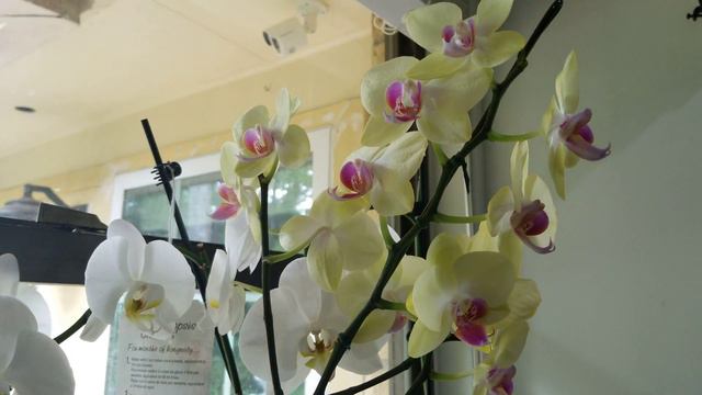 Dendrobium orquidias y phalaenopsis orquidias🌾🌾 смотреть онлайн