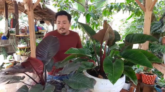 DIFFERENCE BETWEEN BLACK CARDINAL AND ROJO CONGO PHILODENDRON. | PHILODENDRON | PLANT TUBE. смотреть онлайн