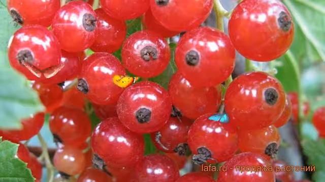 Смородина красная Сахарная (ribes rubrum saharnaia) ? обзор: как сажать, саженцы смородины Сахарная смотреть онлайн