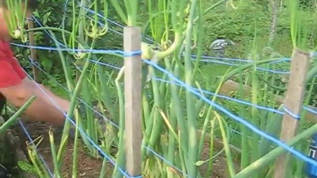 лук живородящий(уборка) 2 смотреть онлайн