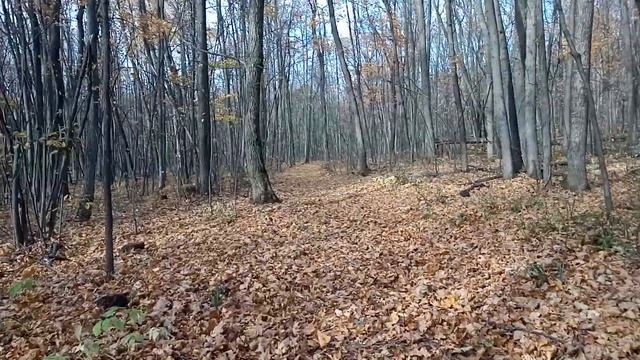 шум листьев смотреть онлайн