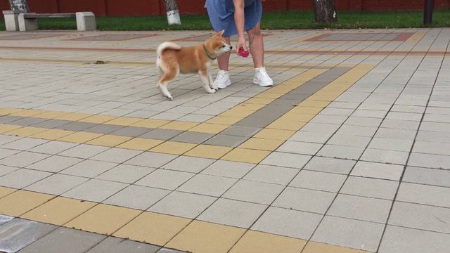 Щенки акита ину с документами РКФ смотреть онлайн