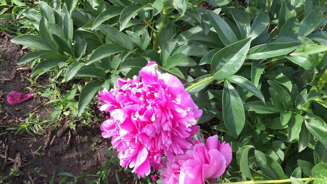 Пион GLORY HALLELUJAH/Глори Алиллуя смотреть онлайн