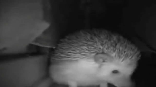 Ёжик чихнул | Ёжик чихает пол часа и разносит хату