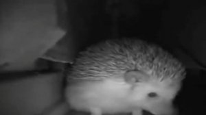 Ёжик чихнул | Ёжик чихает пол часа и разносит хату