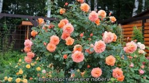 Роза Бельведер