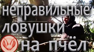 В какие безрамочные ловушки идут бродячие рои пчёл. В ловушки увеличенного объёма не заходят