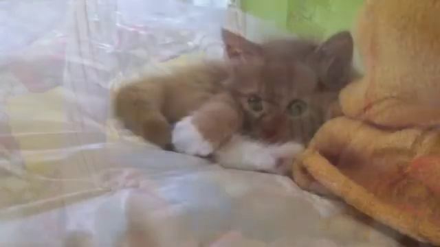 Коту на Руси жить хорошо смотреть онлайн