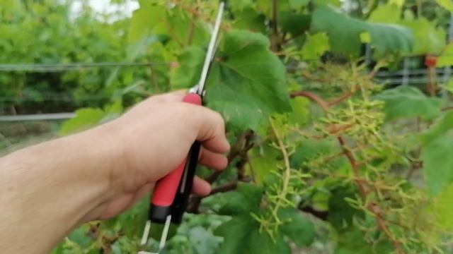 Виноградный куст, отстающий в росте и развитии. Как помочь?! Способ есть.... Часть 2 смотреть онлайн