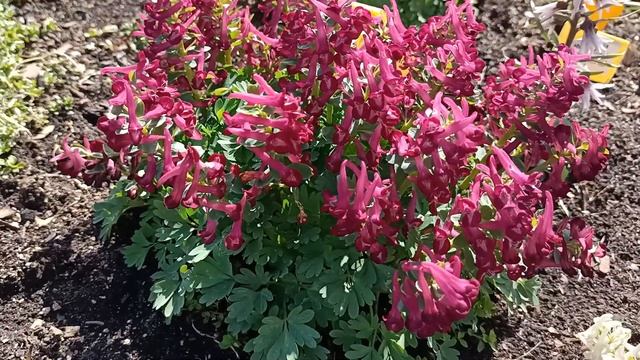 Самые ранние весенние цветы. Хохлатка гибридная Boyar. Corydalis Boyar смотреть онлайн