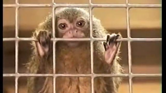 КАРЛИКОВАЯ ИГРУНКА(Cebuella Pygmaea),УИСТИТИ(Callithrix Jacchus),ЭДИПОВ ТАМАРИН(Saguinus Oedipus).