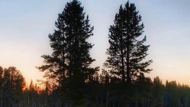 "Деревья" Коренблит. Караоке. Проект "Экология русского языка. Синтез слова и музыки" для инофонов смотреть онлайн
