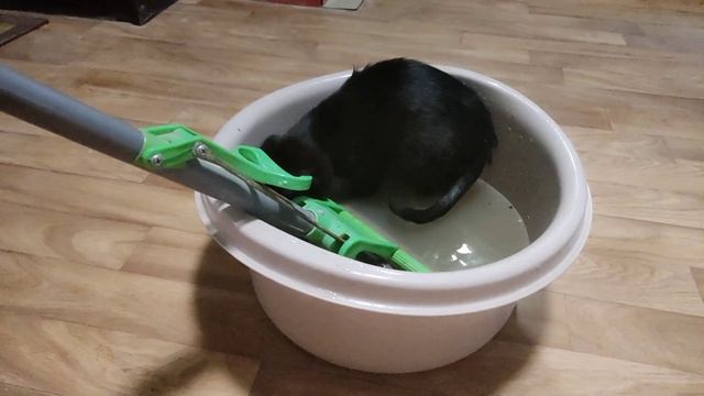 Смешной кот, Мурзик купается. . смотреть онлайн