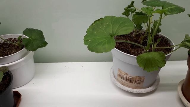 Зимнее черенкование пеларгонии под искусственным освещением: результаты смотреть онлайн