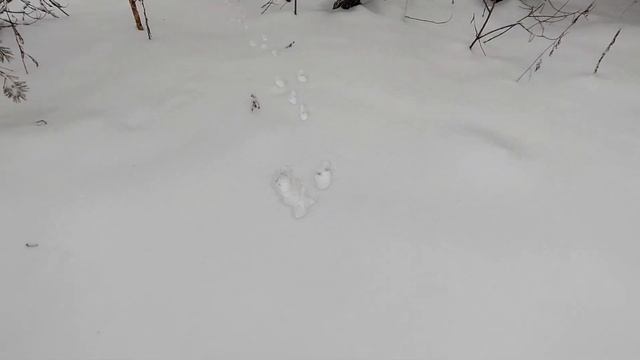 Первая дальняя поездка в лес на снегоходе Ирбис SF200 смотреть онлайн